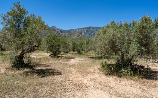 Finca de secà prop de la muntanya (86)