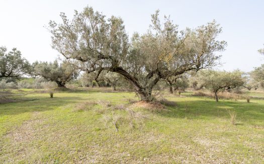 Just olive trees (94)