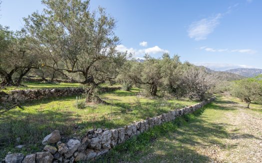 Un món d’olives (93)