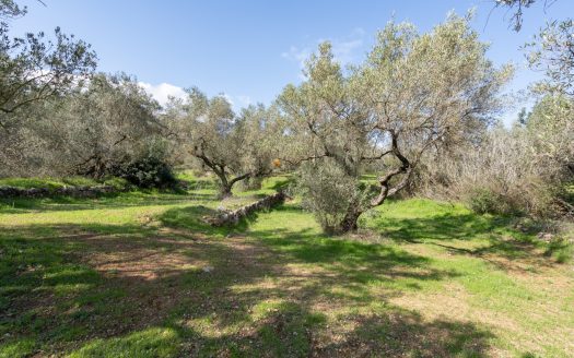 Un món d’olives (93)