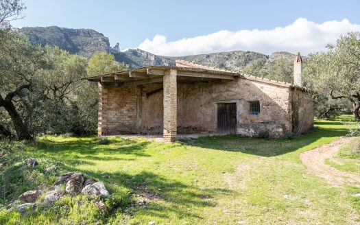 Un món d’olives (93)