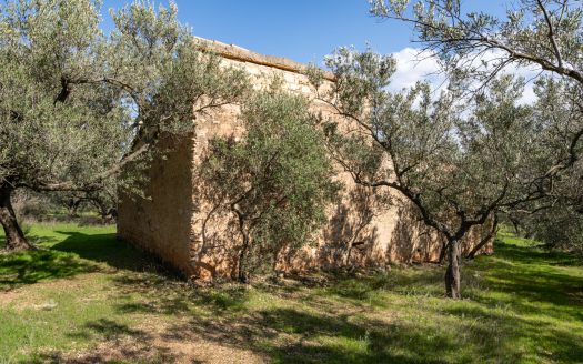 Un món d’olives (93)