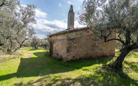 Un món d’olives (93)