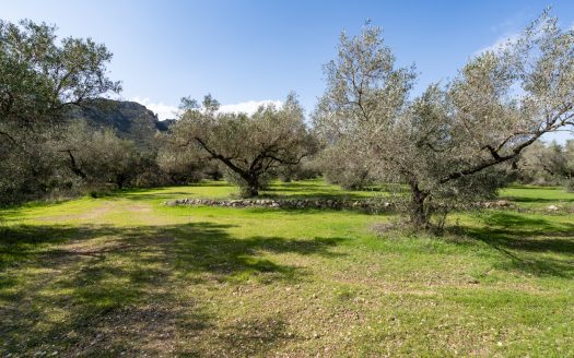 Un món d’olives (93)