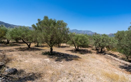 An ecological excluded olive-tree farm with potential (92)