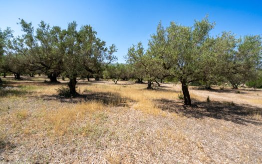 An ecological excluded olive-tree farm with potential (92)