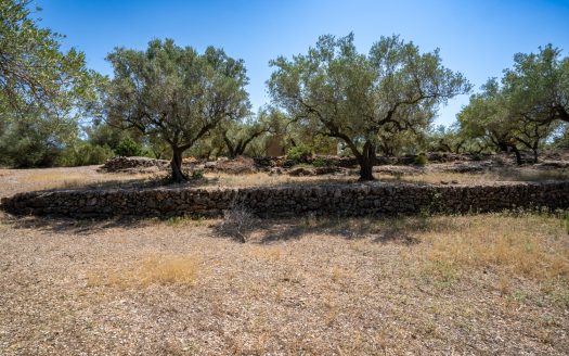 An ecological excluded olive-tree farm with potential (92)