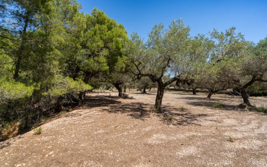 An ecological excluded olive-tree farm with potential (92)