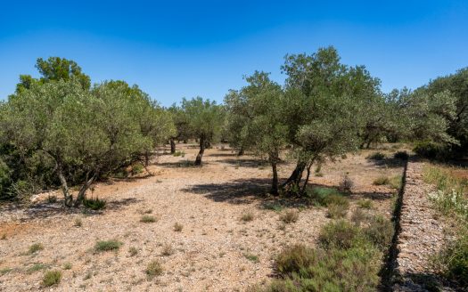 An ecological excluded olive-tree farm with potential (92)