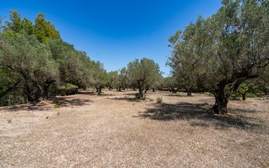 An ecological excluded olive-tree farm with potential (92)