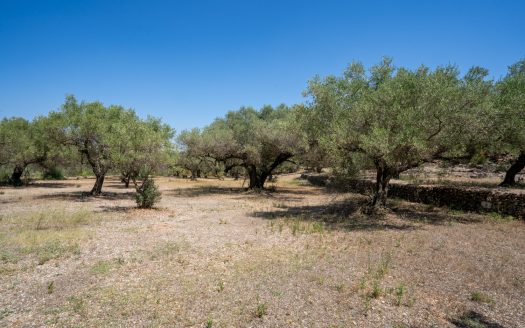 An ecological excluded olive-tree farm with potential (92)