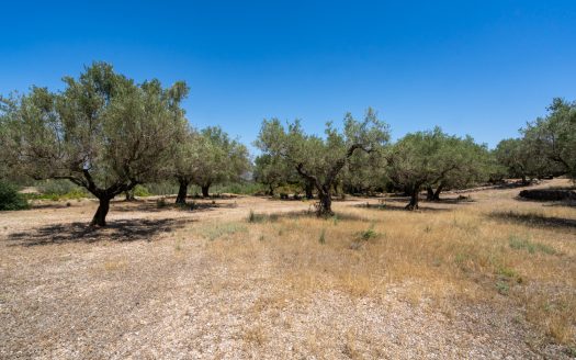 An ecological excluded olive-tree farm with potential (92)
