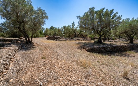 An ecological excluded olive-tree farm with potential (92)