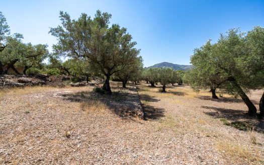 An ecological excluded olive-tree farm with potential (92)
