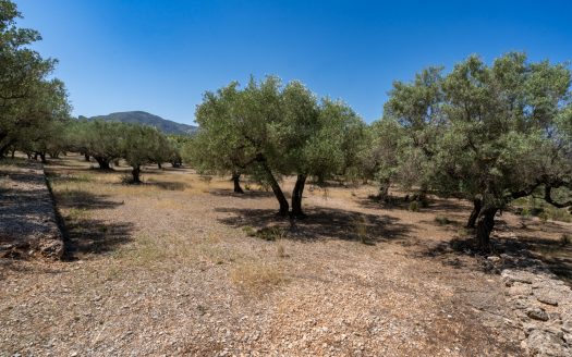 An ecological excluded olive-tree farm with potential (92)
