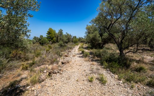 An ecological excluded olive-tree farm with potential (92)