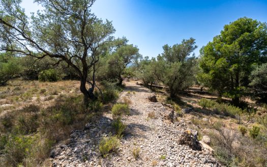 An ecological excluded olive-tree farm with potential (92)