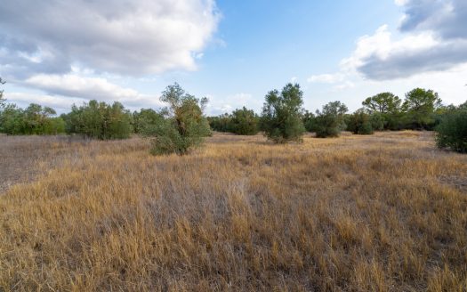 Flat plot with irrigation water (106)