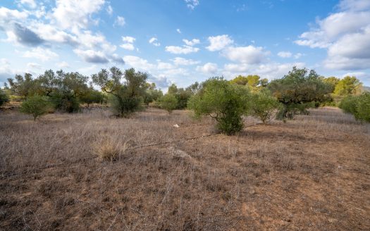 Flat plot with irrigation water (106)