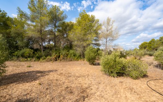 Flat plot with irrigation water (106)