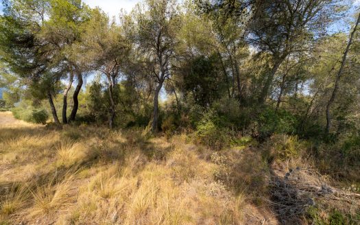 Flat plot with irrigation water (106)