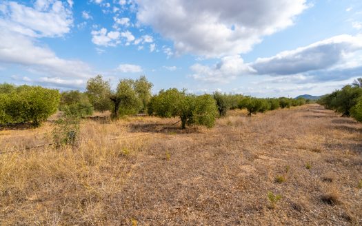 Flat plot with irrigation water (106)