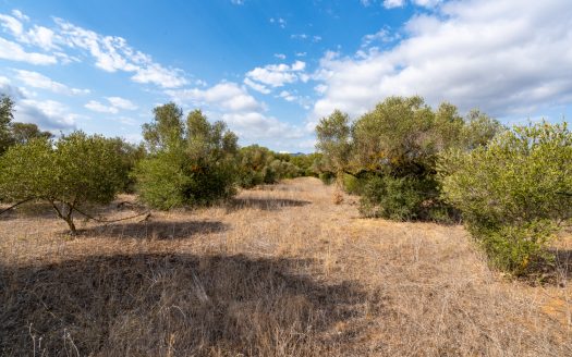 Flat plot with irrigation water (106)