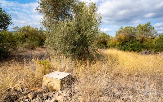 Flat plot with irrigation water (106)