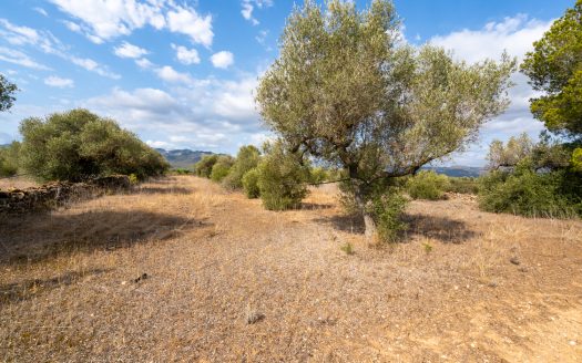 Small piece of land with irrigation water (100)