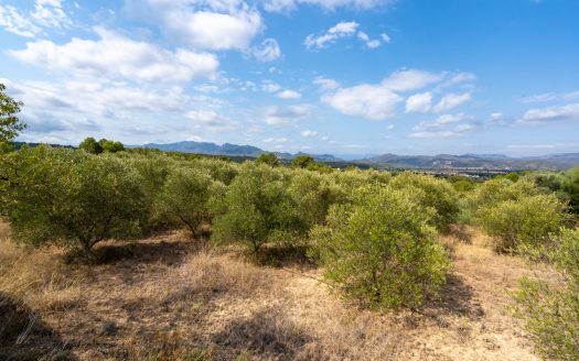 Irrigated olive trees land (99)