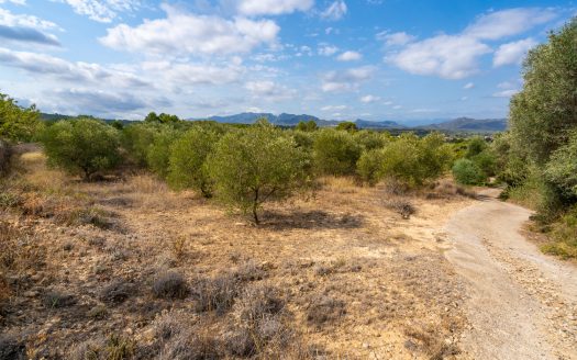 Irrigated olive trees land (99)