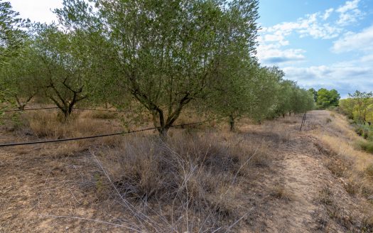 Irrigated olive trees land (99)