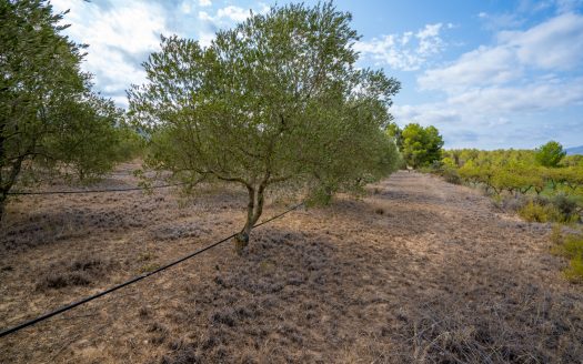 Irrigated olive trees land (99)