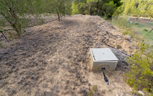 Irrigated olive trees land (99)