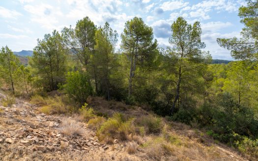Irrigated olive trees land (99)