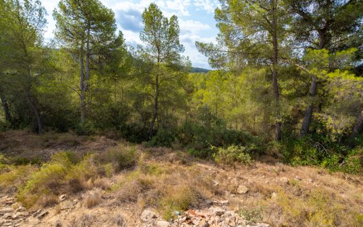 Irrigated olive trees land (99)