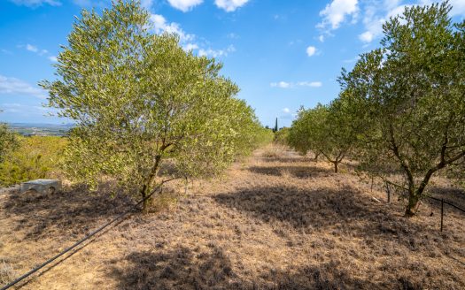 Irrigated olive trees land (99)