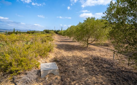 Irrigated olive trees land (99)