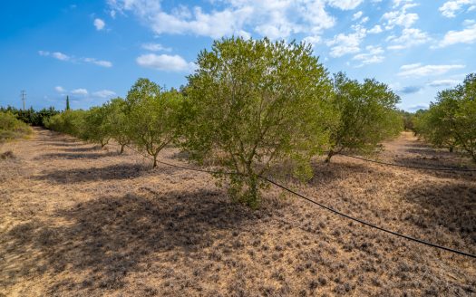 Irrigated olive trees land (99)