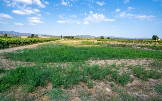 Ideal vegetable patch near the village (110)