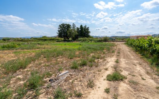Ideal vegetable patch near the village (110)