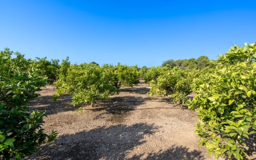 Orchard with a country house near Roquetes (98)