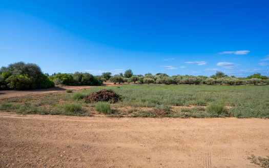 Finca d’oliveres amb aigua de reg (113)