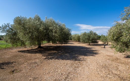 Finca d’oliveres amb aigua de reg (113)