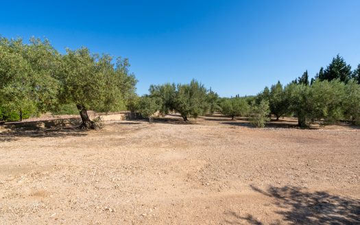 Finca d’oliveres amb aigua de reg (113)
