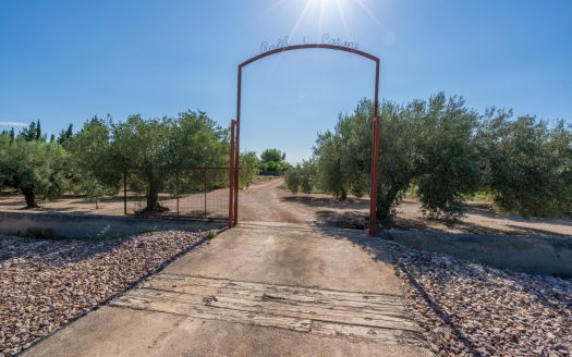 Finca d’oliveres amb aigua de reg (113)