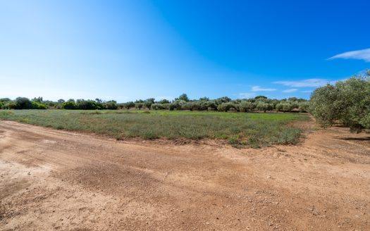 Finca d’oliveres amb aigua de reg (113)