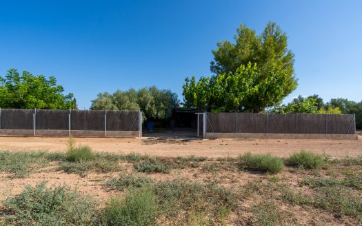 Finca d’oliveres amb aigua de reg (113)