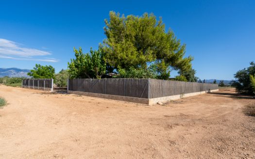 Finca d’oliveres amb aigua de reg (113)