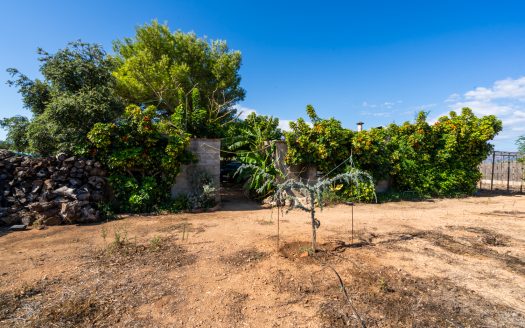 Finca d’oliveres amb aigua de reg (113)
